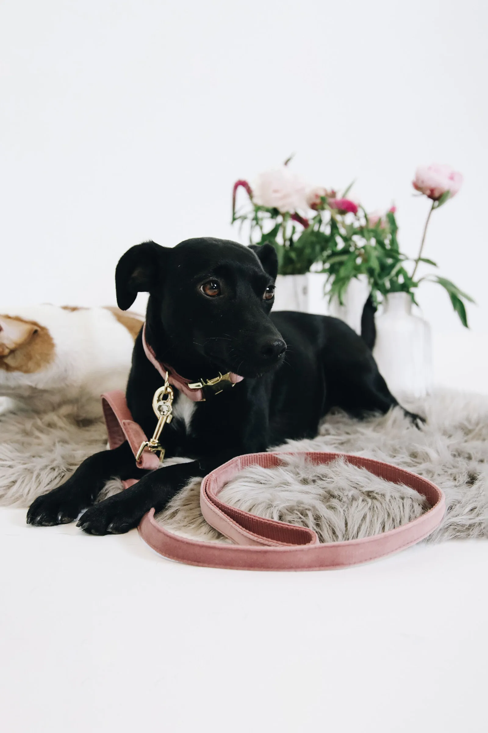 Kentucky Dogwear guinzaglio per cani in velluto