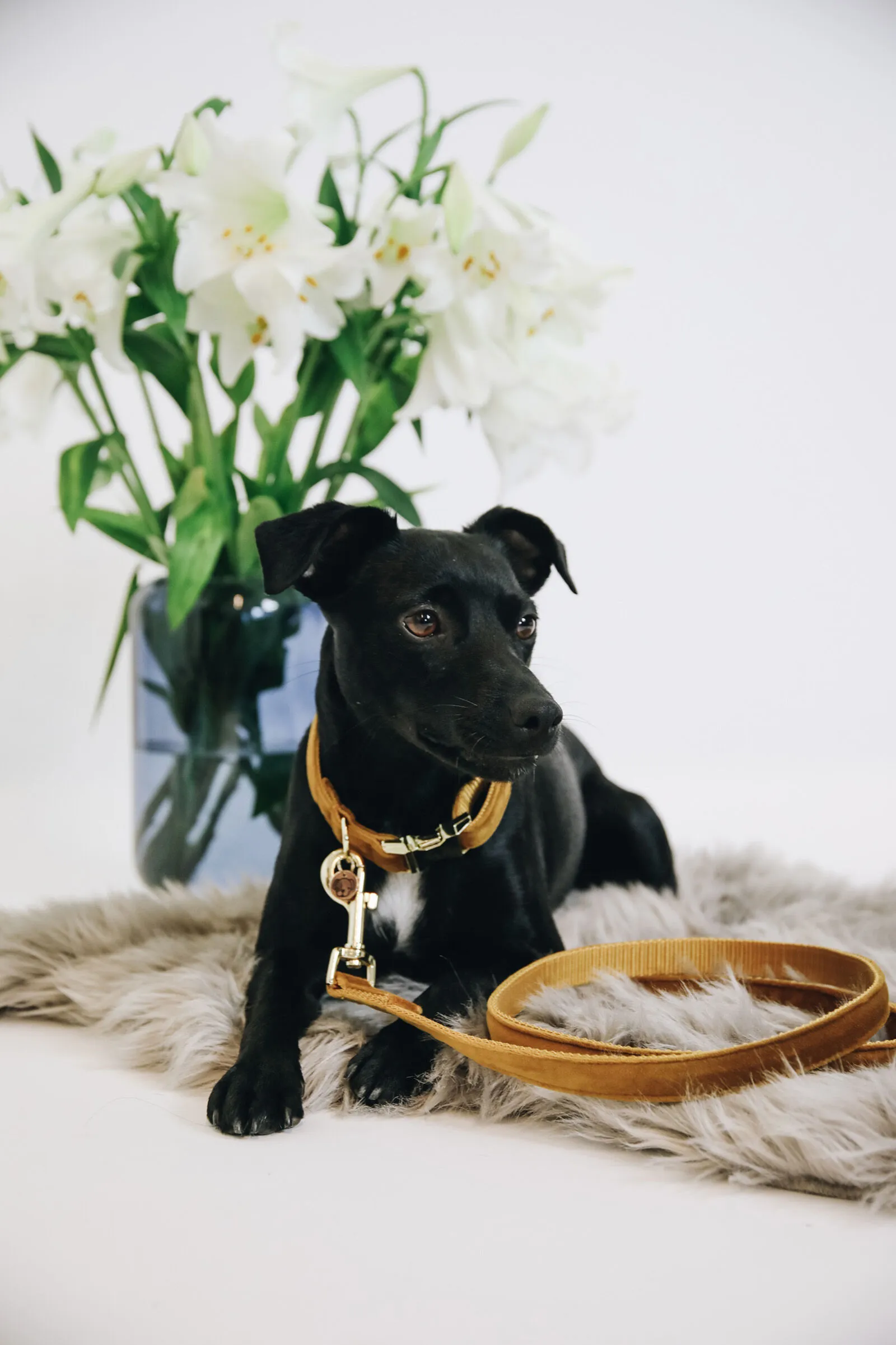 Kentucky Dogwear guinzaglio per cani in velluto
